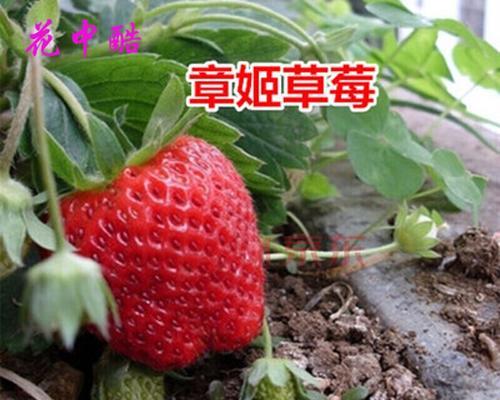 草莓种子种植全过程是怎样的？最佳种植时间与方法是什么？