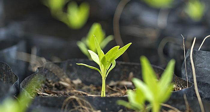 草芽属于什么植物类别？如何识别草芽的特征？