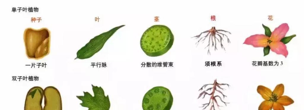 草珠子和薏米仁有什么区别？各自的功效是什么？