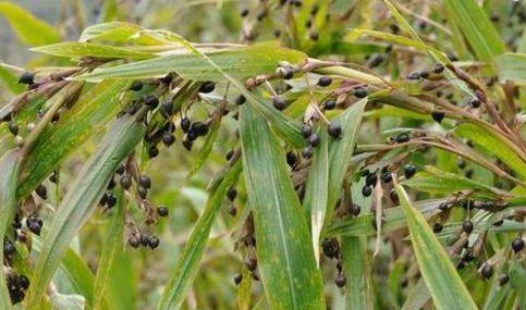 草珠子最佳种植时间是什么时候？种植后如何管理？