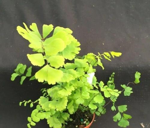 厕所门口适合摆放哪些风水植物？这些植物有什么好处？