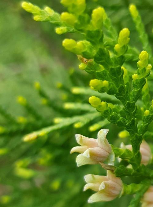 侧柏属于被子植物吗？侧柏的分类特征是什么？