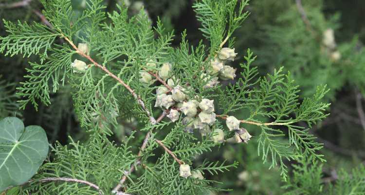 侧柏是常绿植物吗？了解侧柏的生长特性与养护要点