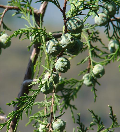 侧柏属于种子植物吗？它的繁殖方式是什么？