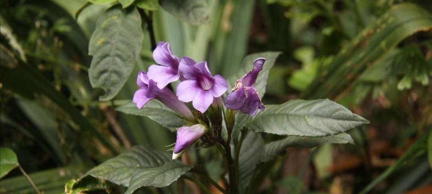 叉柱花好养吗？如何正确种植和注意哪些事项？