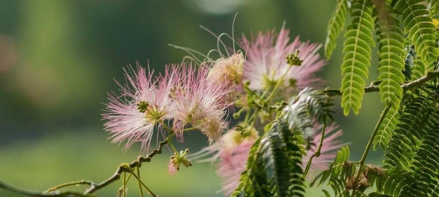 合欢花的花语是什么？如何正确解读合欢花的含义？