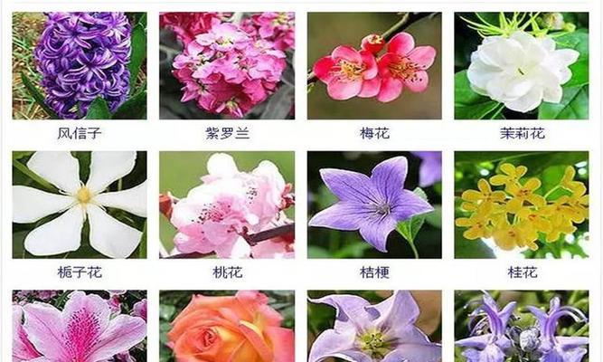 红蔷薇花语是什么？它代表了哪些意义？