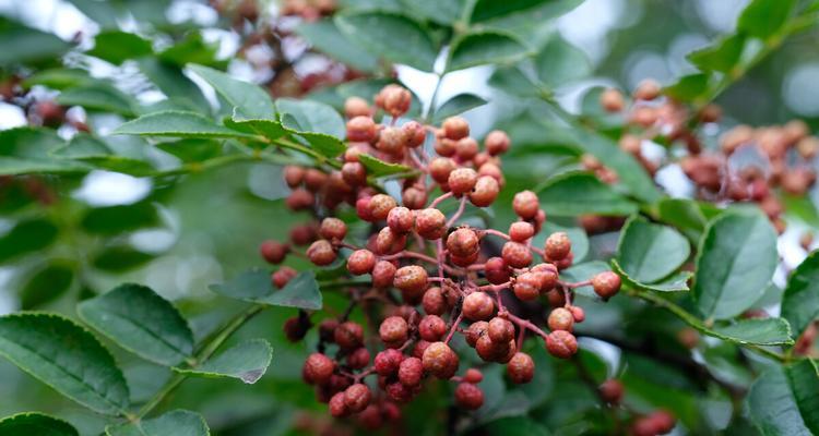 花椒开花的样子是怎样的？开花时间及其寓意是什么？