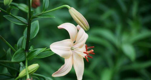 黄百合花代表什么意思？黄百合花语有哪些含义？