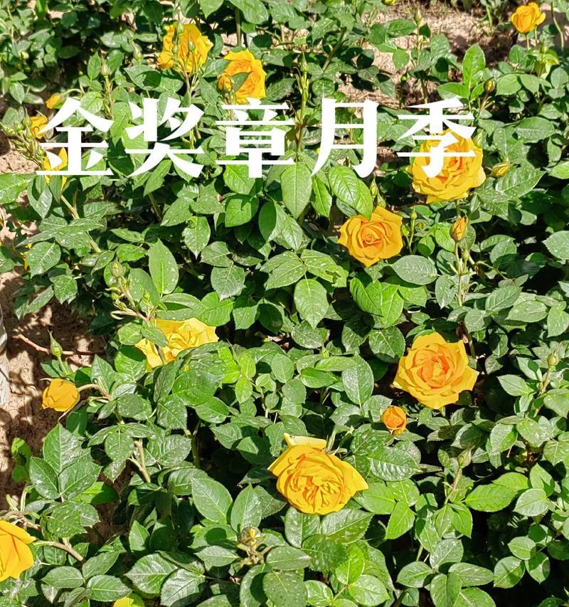 黄月季花代表什么意思？花语背后隐藏的含义是什么？