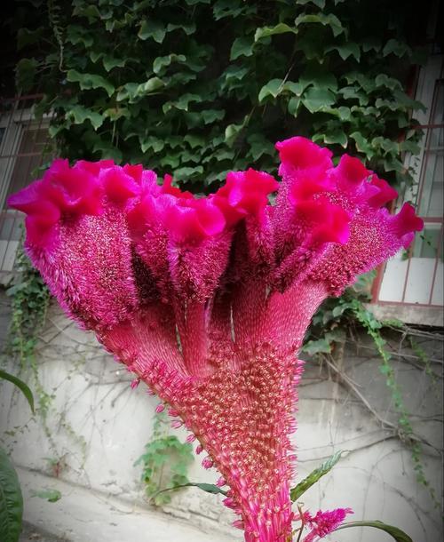 鸡冠花的花语是什么？鸡冠花代表的含义有哪些？