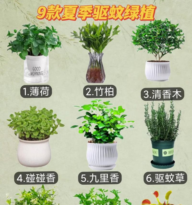 哪些花草品种既好养又防蚊？