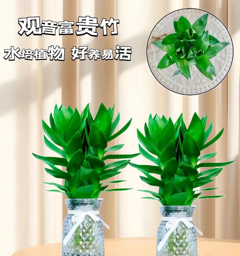 室内喜水植物有哪些既好养又适合的？