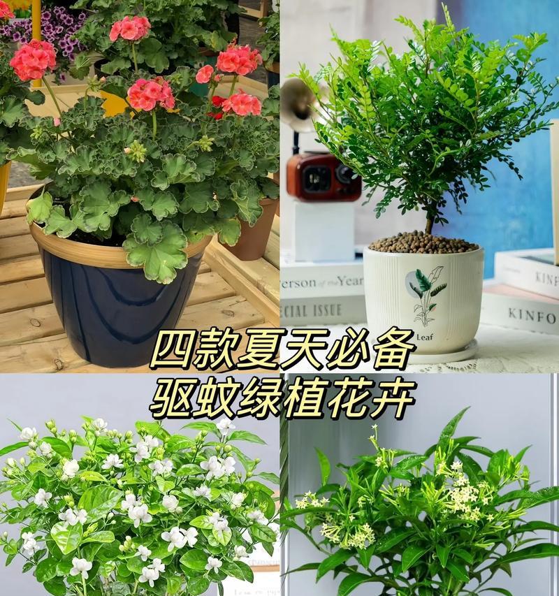 哪些花草具有驱蚊效果？