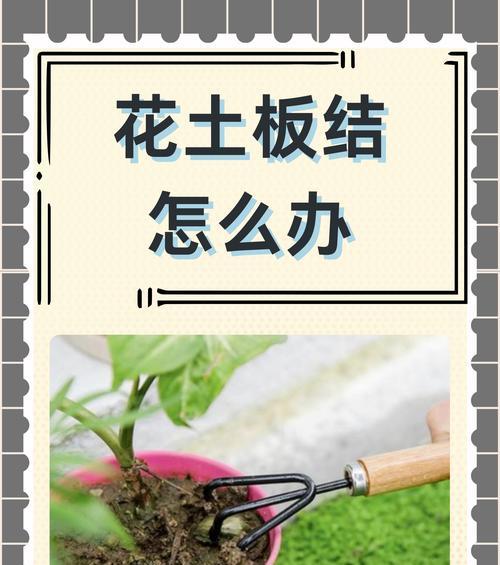 花盆土壤表面白色东西如何处理？解决办法有哪些？