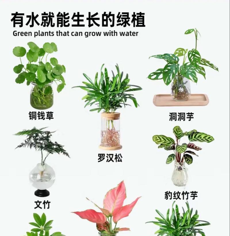 水培植物根部如何生长？有哪些注意事项？