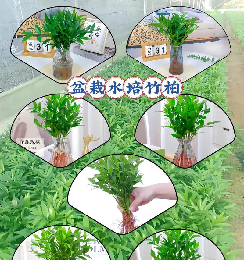 水培植物根部如何生长？有哪些注意事项？