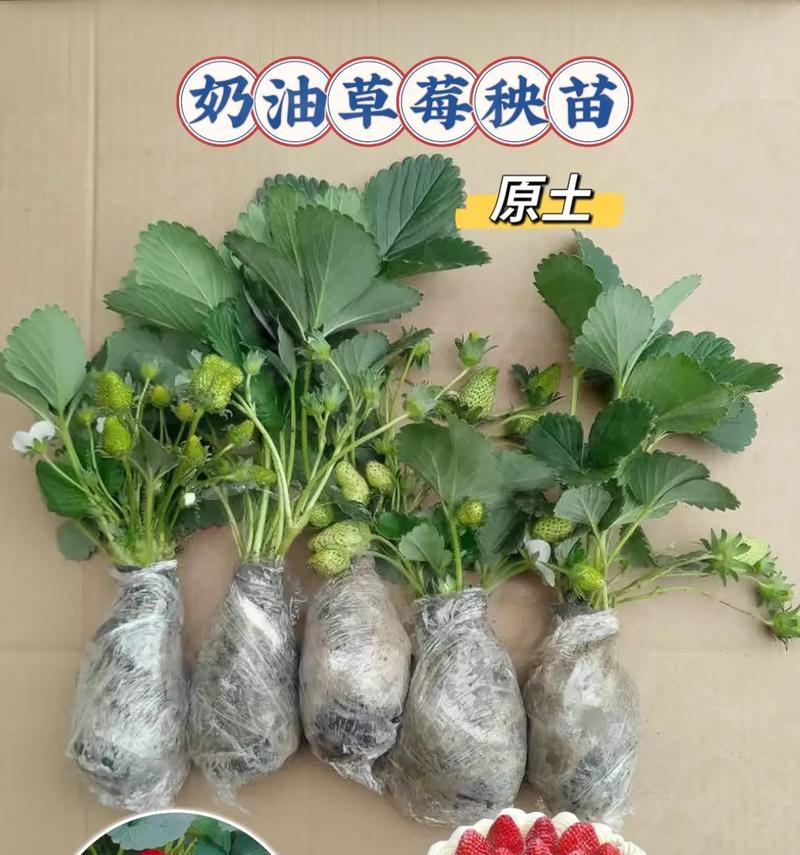 草莓盆栽过冬后多久结果？如何促进早结果？