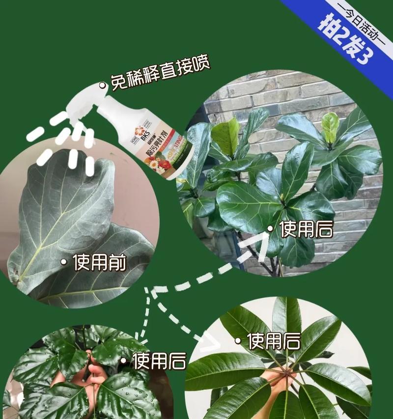 新叶发红老叶绿色的家养花表现如何？是否正常？