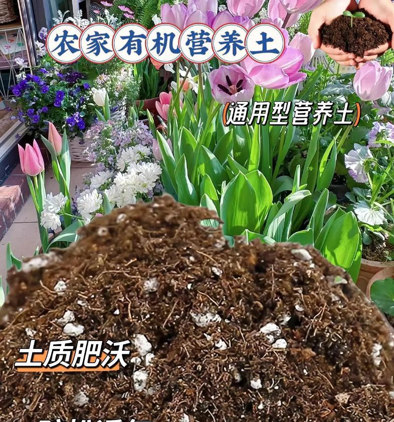 花土变红是什么问题？有哪些方法可以治疗？