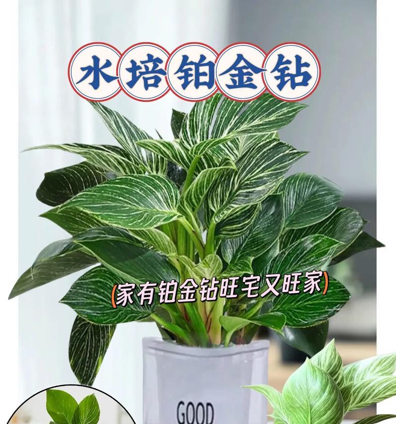 耐阴耐水的室内植物盆栽有哪些？如何挑选？