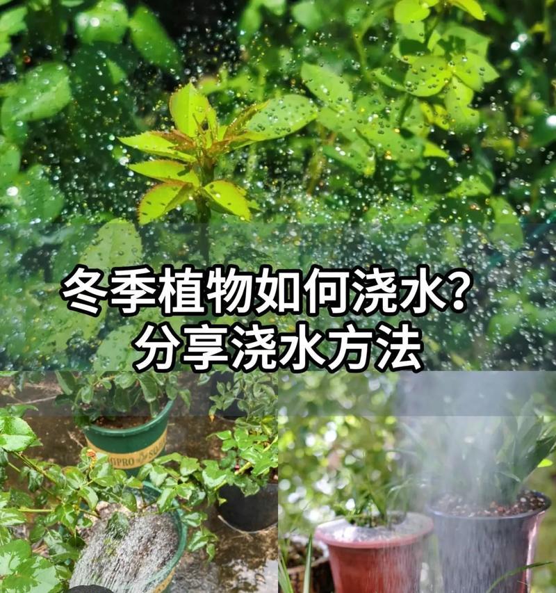 盆栽康乃馨的浇水频率应如何调整？怎样才算合适？