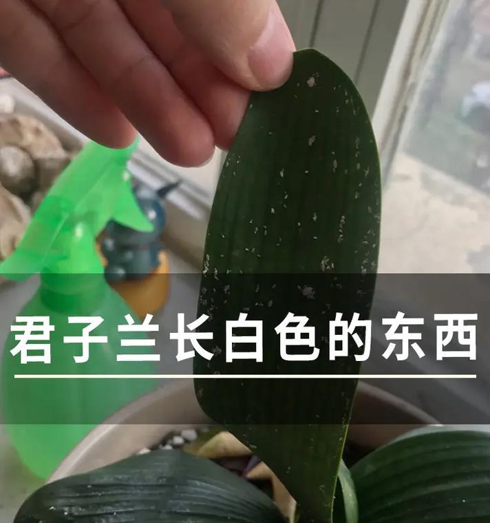 君子兰盆土长白毛有虫怎么处理？如何预防和解决？