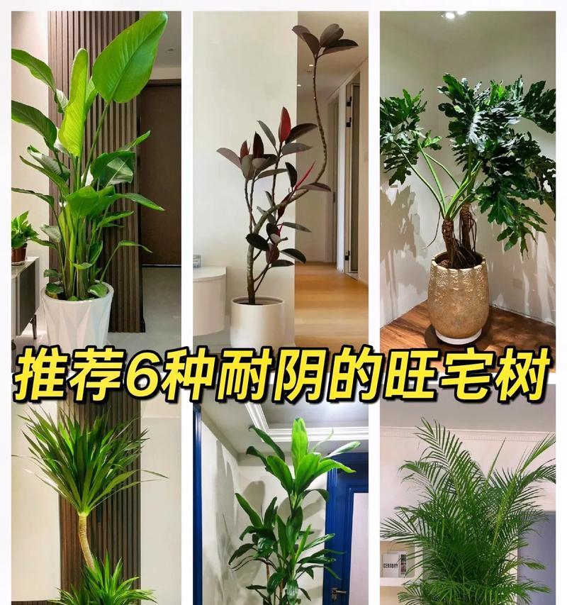 哪些耐旱植物适合室内养殖？