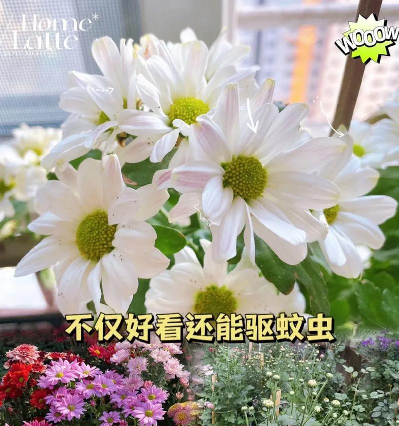 如何有效防蚊虫保护家中多花草？