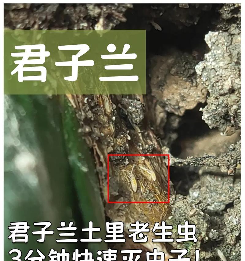 花盆里的细小白色虫子是什么？如何防治？