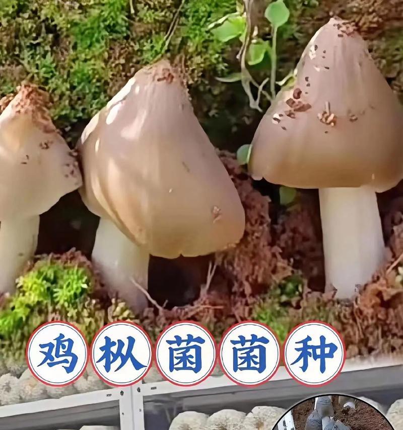 花盆里适合哪些菌种生长？如何正确添加？