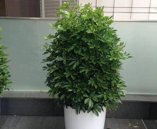 室内适合养哪些耐旱的花或植物？