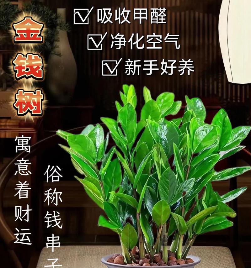 摇钱树适合种植在花盆中吗？有什么注意事项？