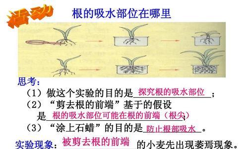 吸管花盆的施肥方法是什么？如何确保植物吸收良好？