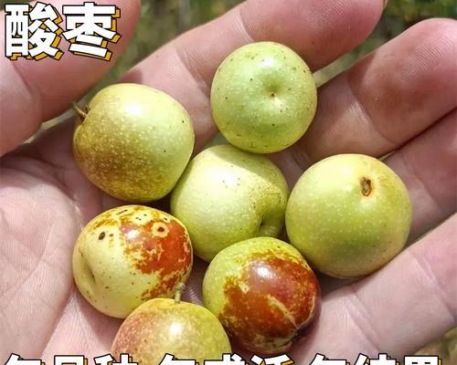 酸枣树盆栽可行吗？有无毒性？