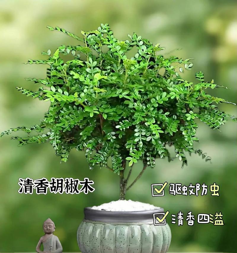 有哪些小妙招防止家中花草招惹蚊虫？