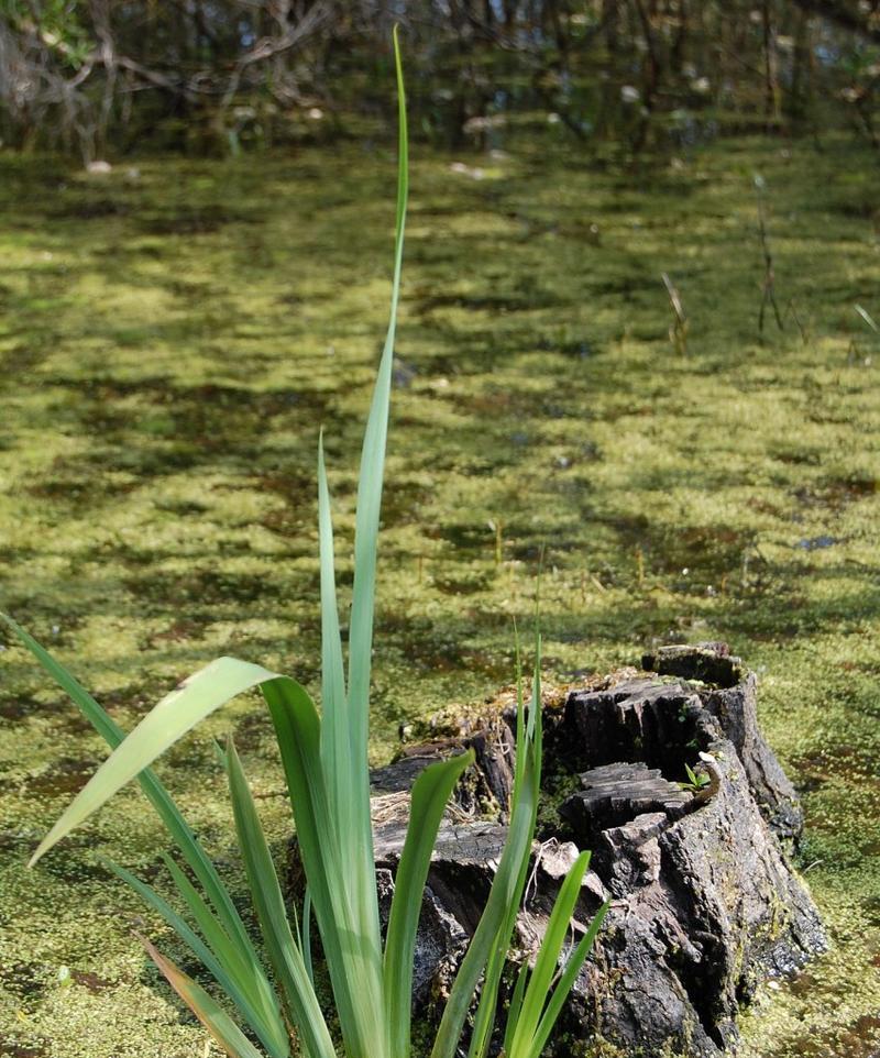 什么水生植物喜欢耐热？耐热水生植物有哪些？