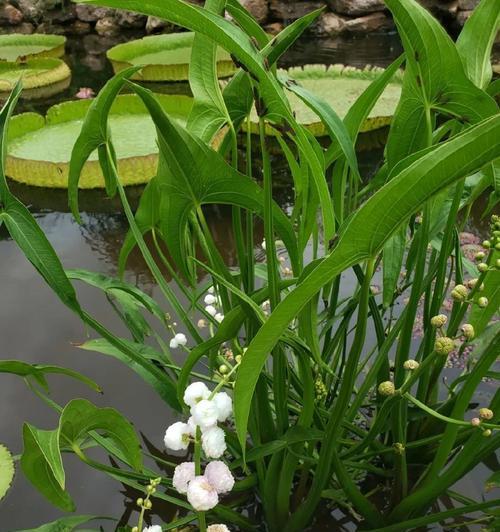 什么水生植物喜欢耐热？耐热水生植物有哪些？