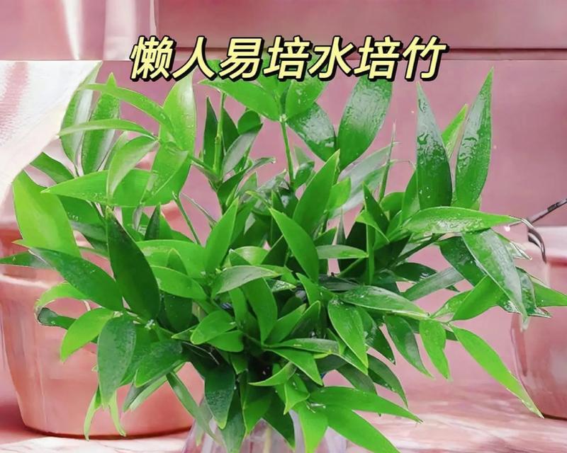 哪些水生植物最耐晒且容易养活？耐晒水生植物推荐有哪些？