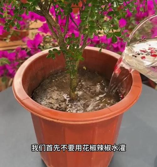 花盆土壤生虫了怎么办？有哪些有效解决方法？