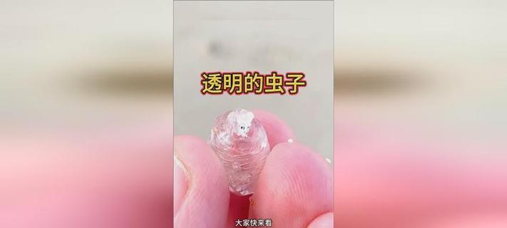 透明虫在花盆里是什么？如何识别和处理？