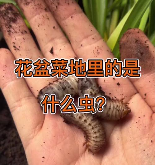 透明虫在花盆里是什么？如何识别和处理？