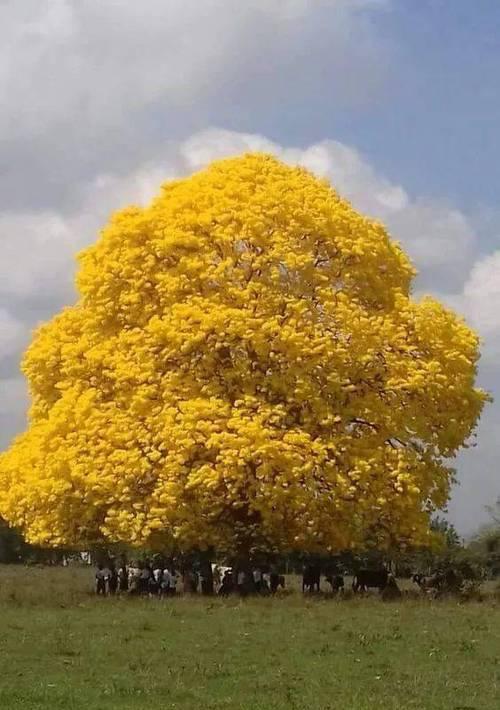 你印象深刻的花草树木是什么样子的？它们有哪些特点让你难忘？