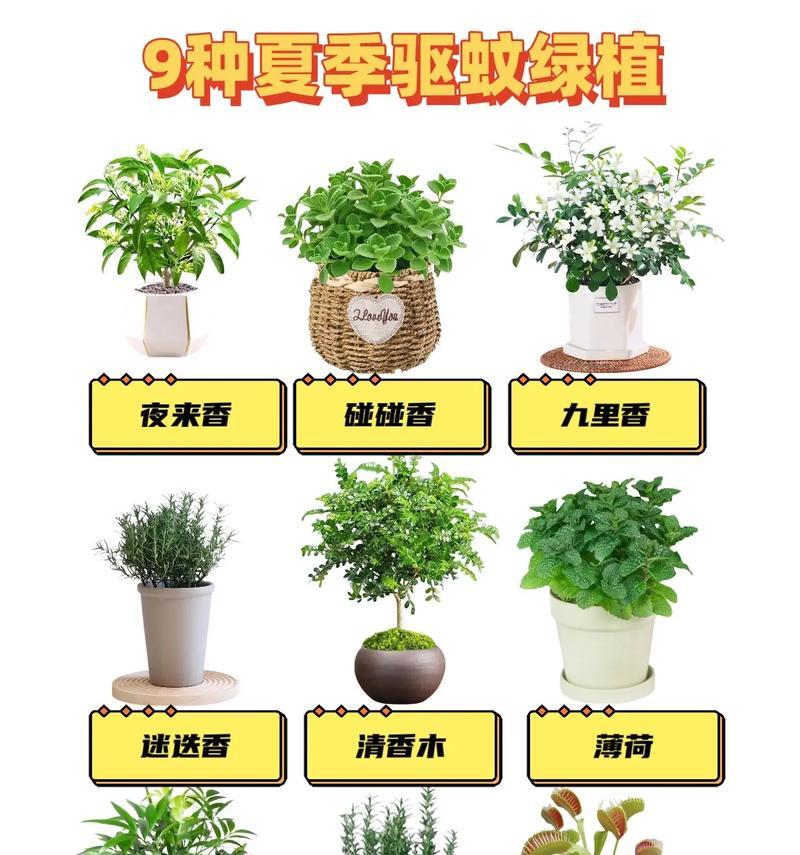 夏天哪种驱蚊花草效果最好？