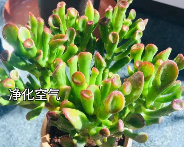 吸财树适合种植在什么类型的花盆中？