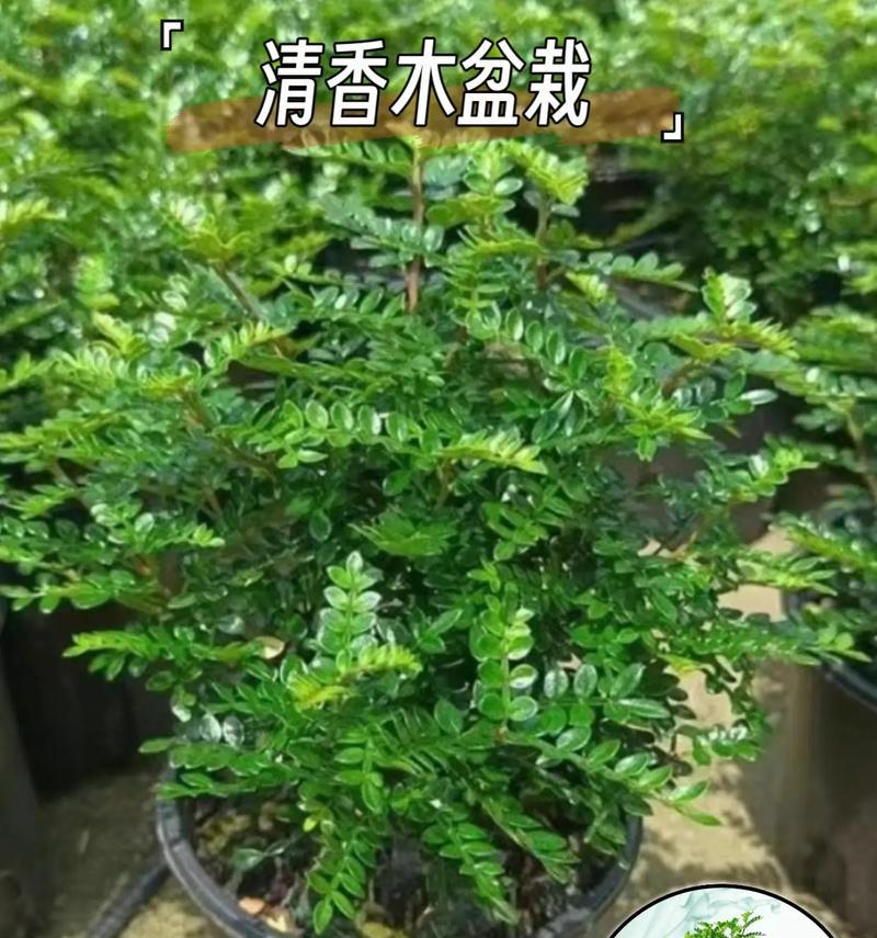 喜欢花草树木的味道？如何选择防蚊虫的植物？