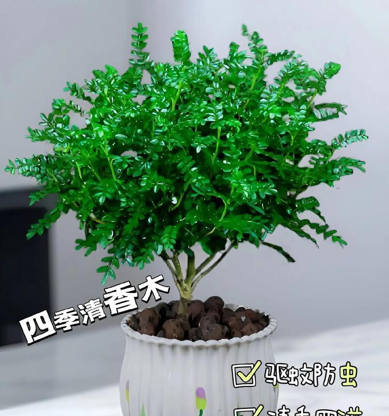 喜欢花草树木的味道？如何选择防蚊虫的植物？