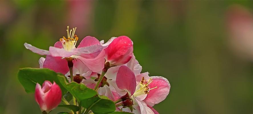 海棠花的花语是什么？如何用海棠花表达情感？