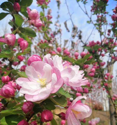 海棠花的花语是什么？如何用海棠花表达情感？