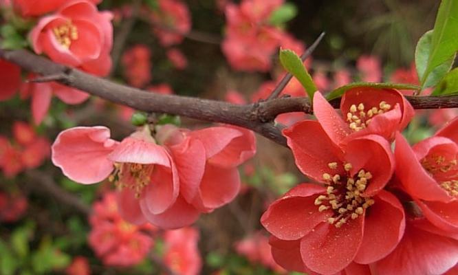 海棠花的花语是什么？有哪些关于海棠花的传说故事？